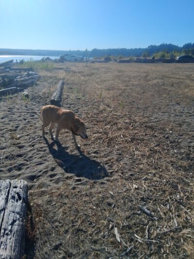 Halsey Memorial Park - Halsey, OR