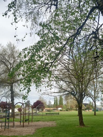 Halsey Memorial Park - Halsey, OR