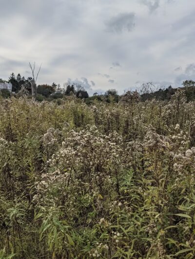 The Schapiro Reserve - Hamilton, NY
