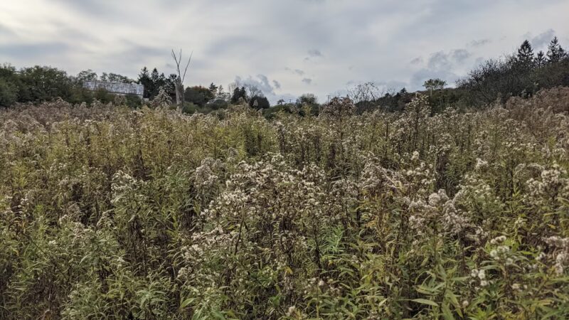 The Schapiro Reserve - Hamilton, NY