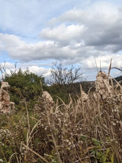 The Schapiro Reserve - Hamilton, NY