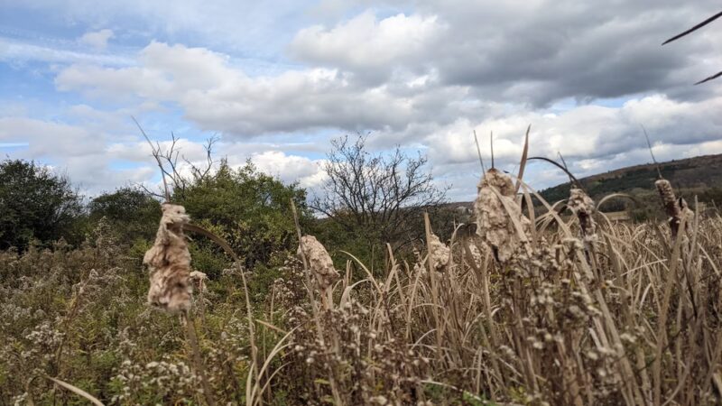 The Schapiro Reserve - Hamilton, NY