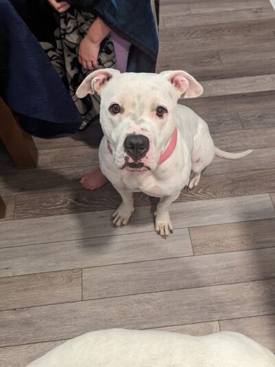 Hamilton Township Animal Shelter and Adoption Center - Hamilton Township, NJ