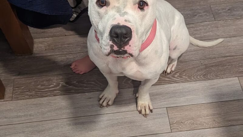 Hamilton Township Animal Shelter and Adoption Center - Hamilton Township, NJ