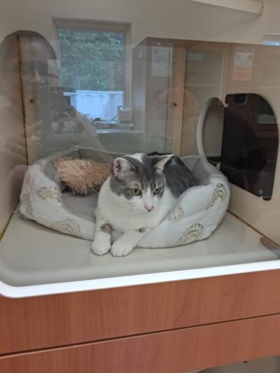 Hamilton Township Animal Shelter and Adoption Center - Hamilton Township, NJ