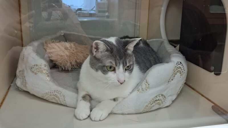 Hamilton Township Animal Shelter and Adoption Center - Hamilton Township, NJ