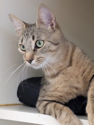 Hamilton Township Animal Shelter and Adoption Center - Hamilton Township, NJ