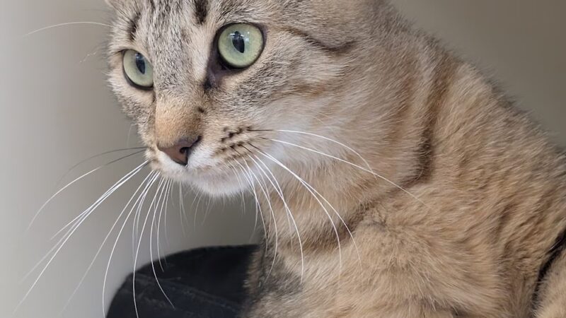 Hamilton Township Animal Shelter and Adoption Center - Hamilton Township, NJ