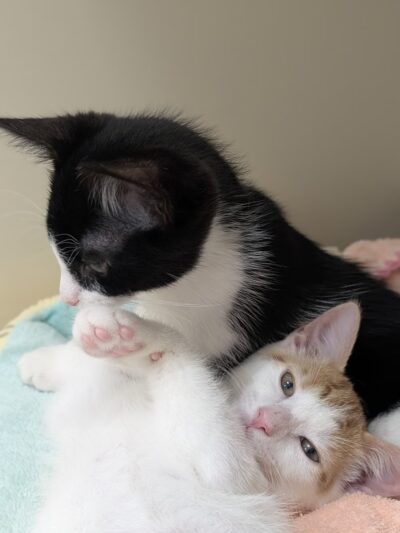 Hamilton Township Animal Shelter and Adoption Center - Hamilton Township, NJ