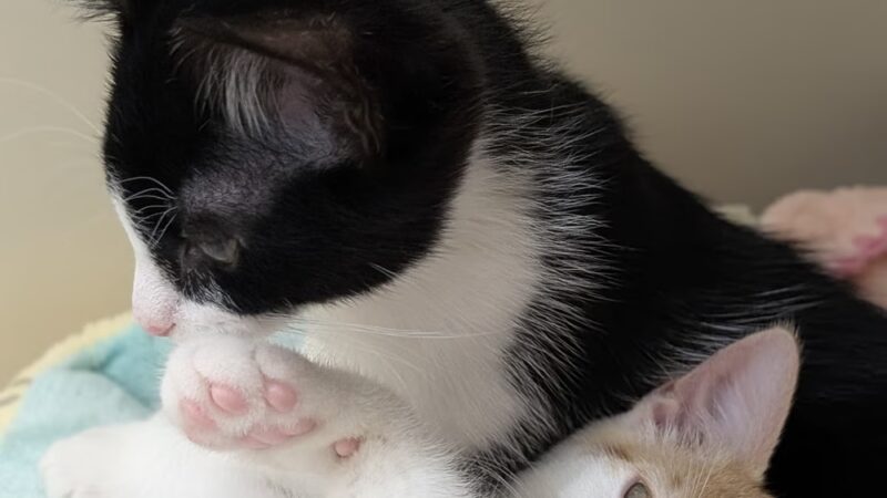 Hamilton Township Animal Shelter and Adoption Center - Hamilton Township, NJ