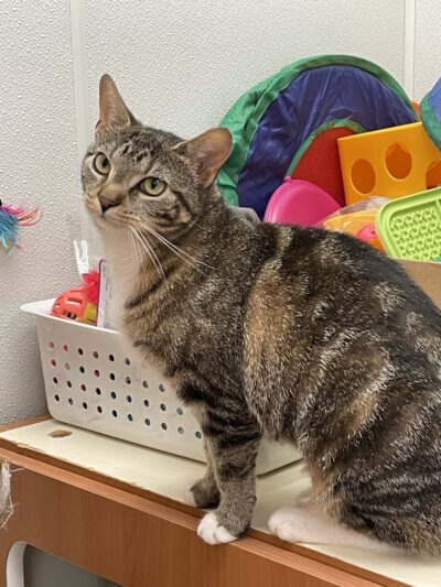 Hamilton Township Animal Shelter and Adoption Center - Hamilton Township, NJ