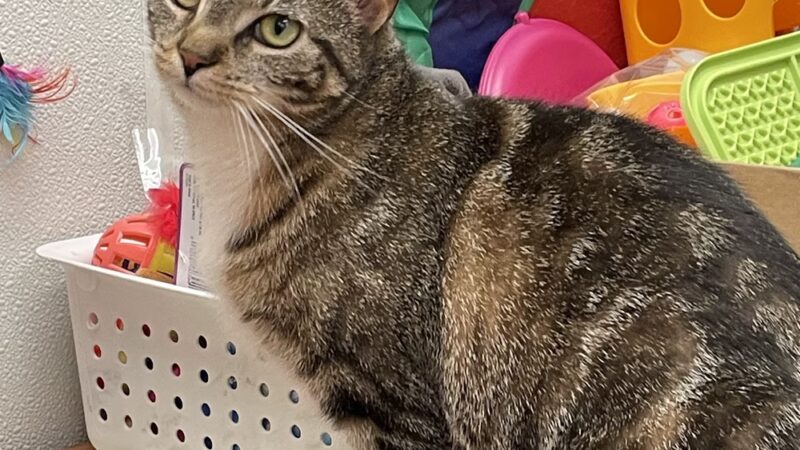 Hamilton Township Animal Shelter and Adoption Center - Hamilton Township, NJ