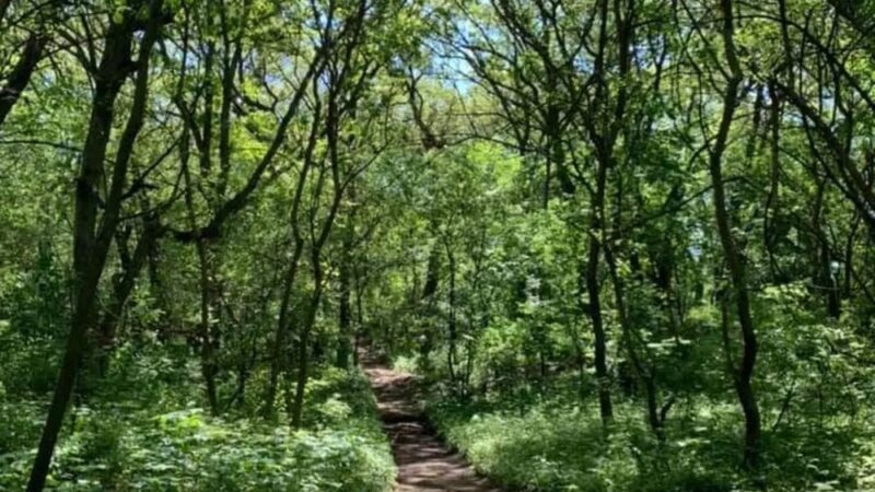 Briar East Woodland Dunes - Hammond, IN