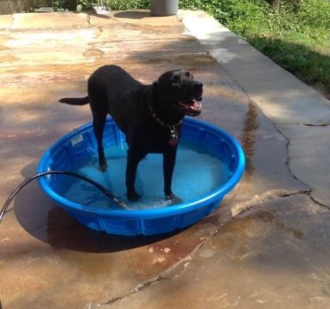 Faraway Kennel - Hampstead, MD