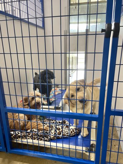 Faraway Kennel - Hampstead, MD