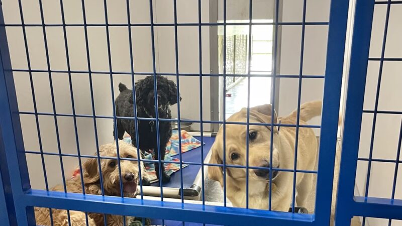 Faraway Kennel - Hampstead, MD