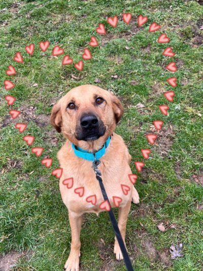 Faraway Kennel - Hampstead, MD