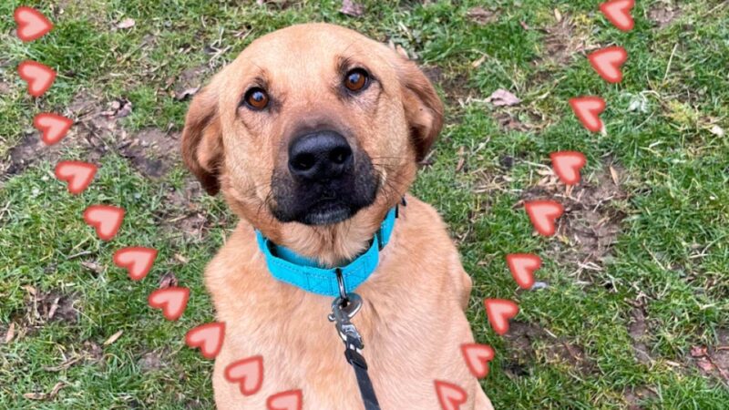 Faraway Kennel - Hampstead, MD