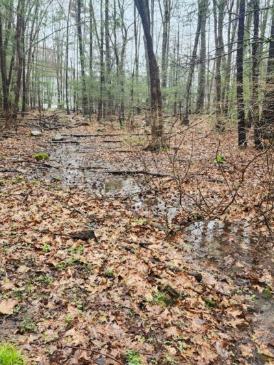 Batchelder Pond Trails - Hampton, NH