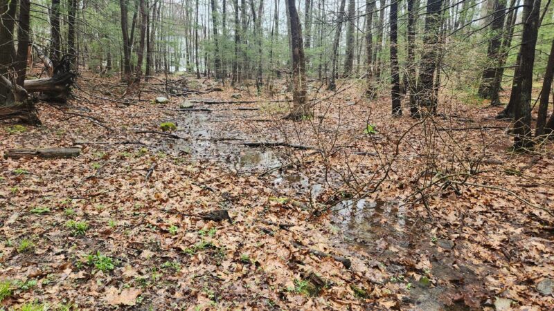 Batchelder Pond Trails - Hampton, NH