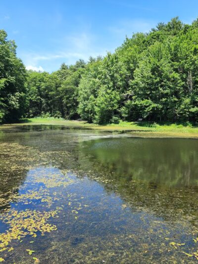 Batchelder Pond Trails - Hampton, NH