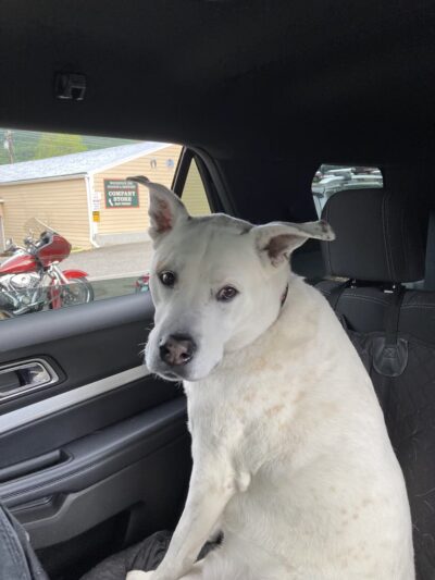 PetSitter.Care - Hampton, NH