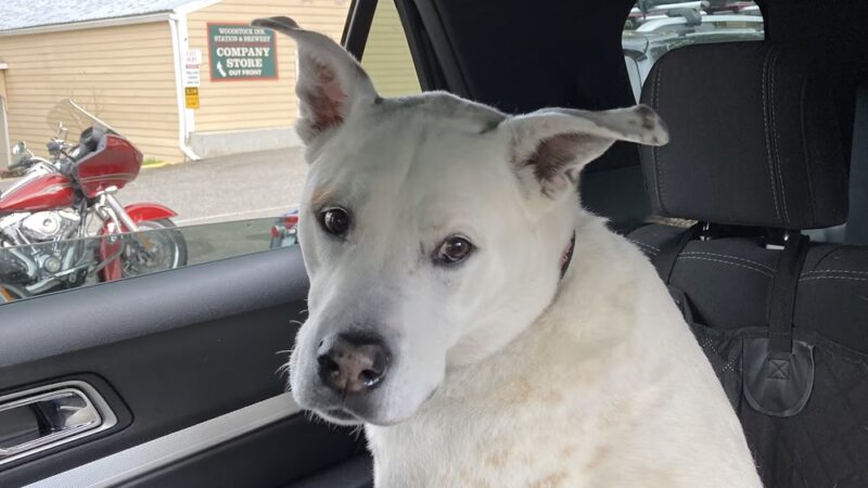 PetSitter.Care - Hampton, NH