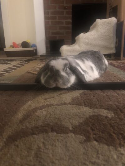 PetSitter.Care - Hampton, NH