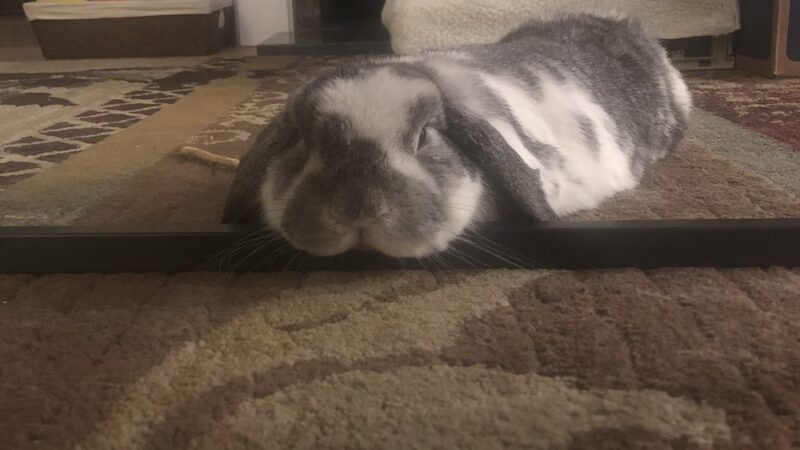 PetSitter.Care - Hampton, NH
