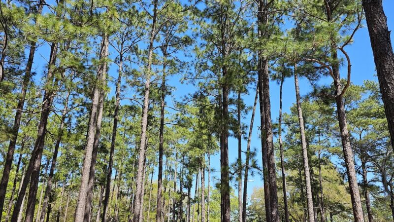 Lightsey Park - Hampton, SC