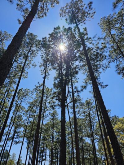 Lightsey Park - Hampton, SC