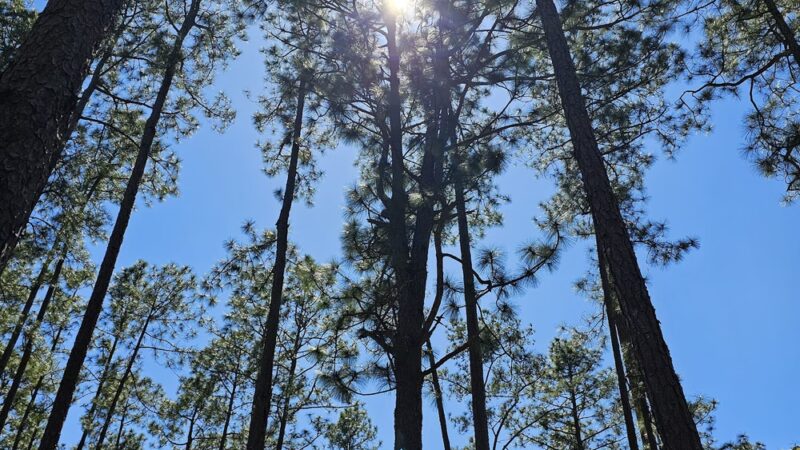 Lightsey Park - Hampton, SC