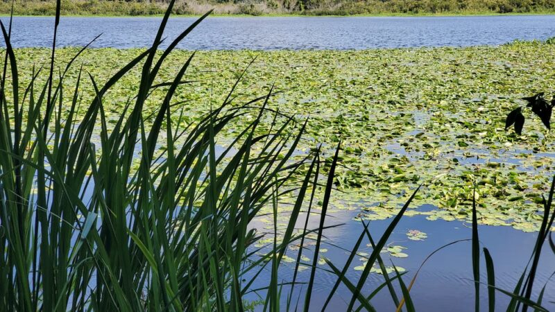 Neighborhood Park - Hanahan, SC