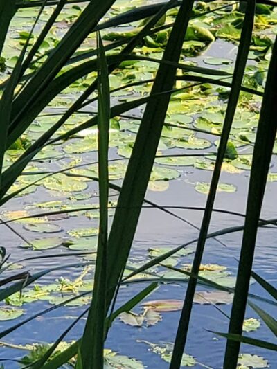 Neighborhood Park - Hanahan, SC