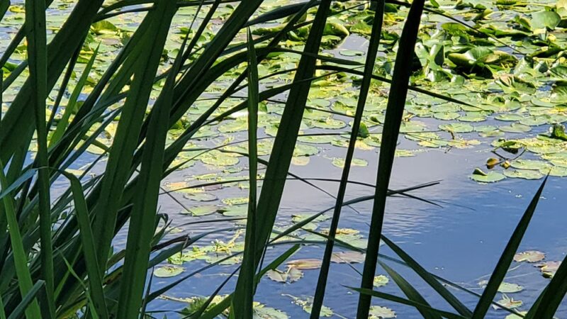 Neighborhood Park - Hanahan, SC