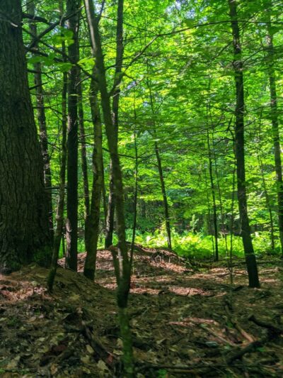 Mink Brook Nature Preserve - Hanover, NH