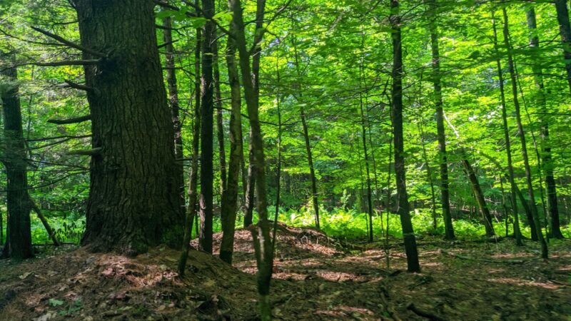 Mink Brook Nature Preserve - Hanover, NH