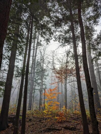 Pine Park - Hanover, NH