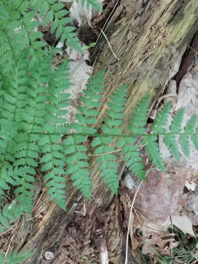 South Esker Trail - Hanover, NH