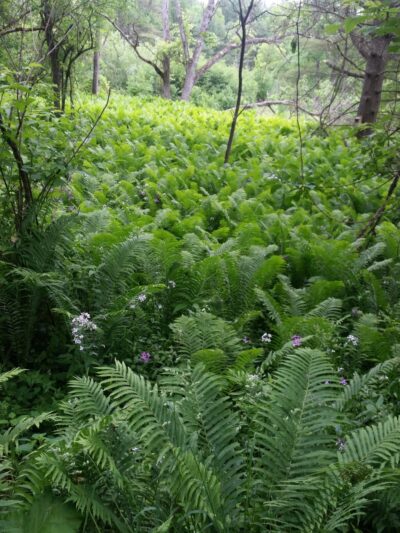 Tenney Park - Hanover, NH