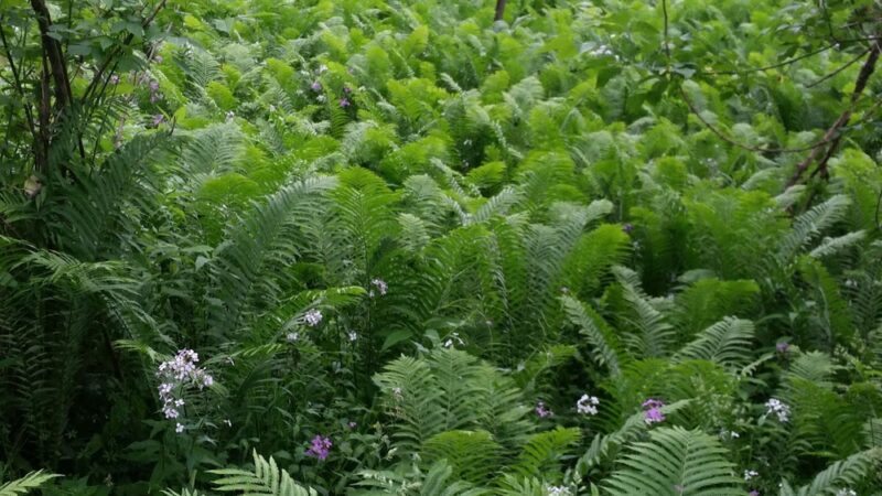 Tenney Park - Hanover, NH