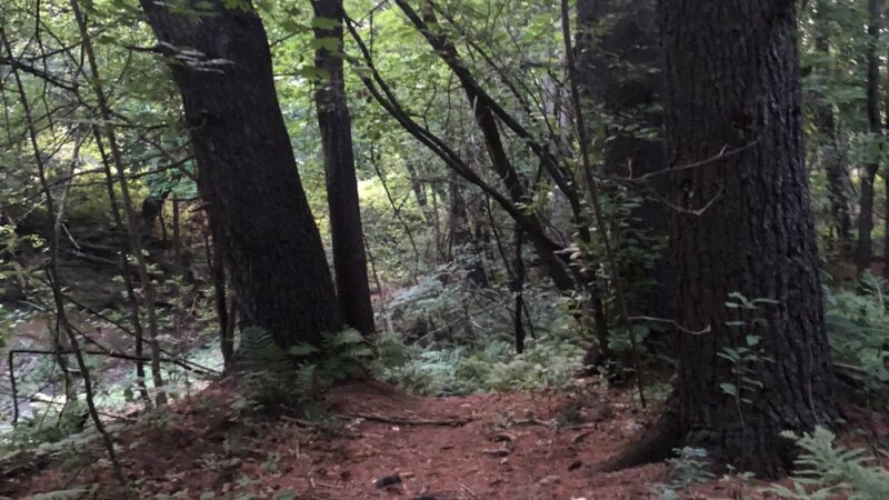 Girl Brook Trails - Hanover, NH