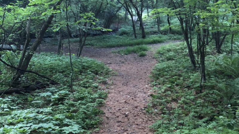 Girl Brook Trails - Hanover, NH