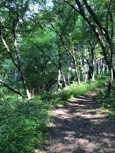 Girl Brook Trails - Hanover, NH