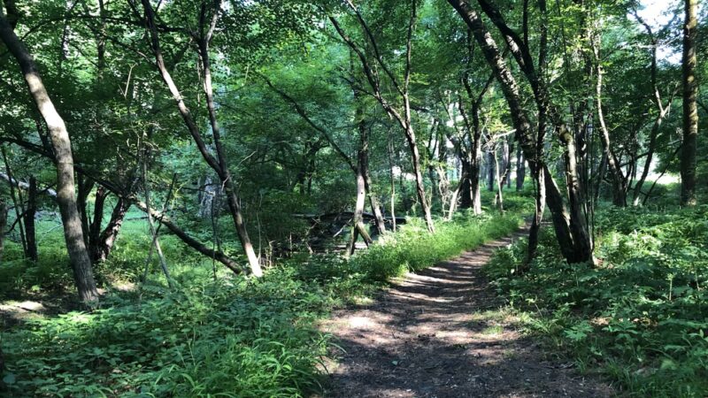 Girl Brook Trails - Hanover, NH