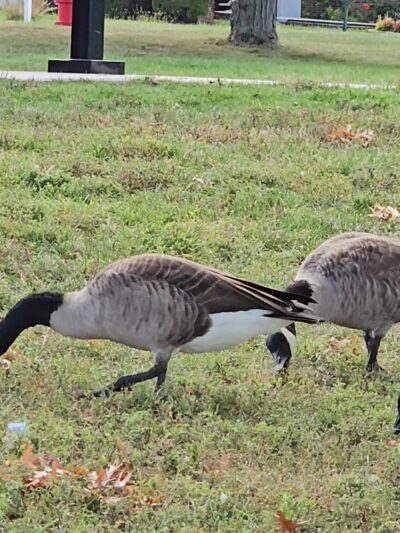 Hanover Park Community Park - Hanover Park, IL