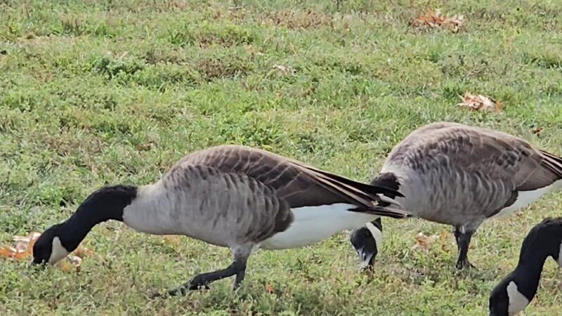 Hanover Park Community Park - Hanover Park, IL