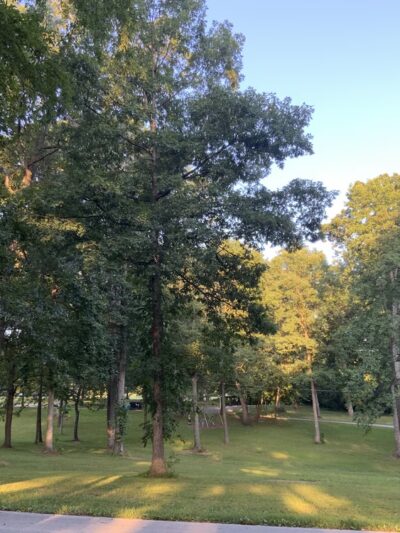 Youngs Woods Community Park - Hanover, PA