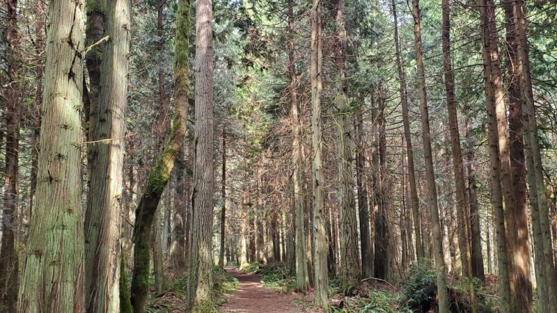 Buck Lake County Park - Hansville, WA
