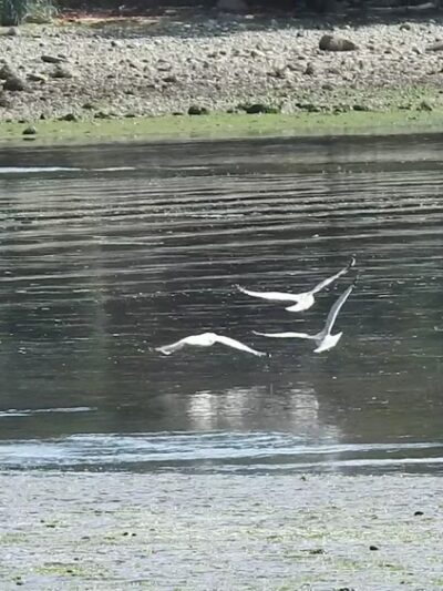 Foulweather Bluff Preserve - Hansville, WA